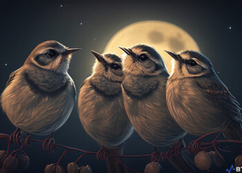 Artwork of the Moon birds